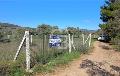 Çapakta satılık zeytinlik