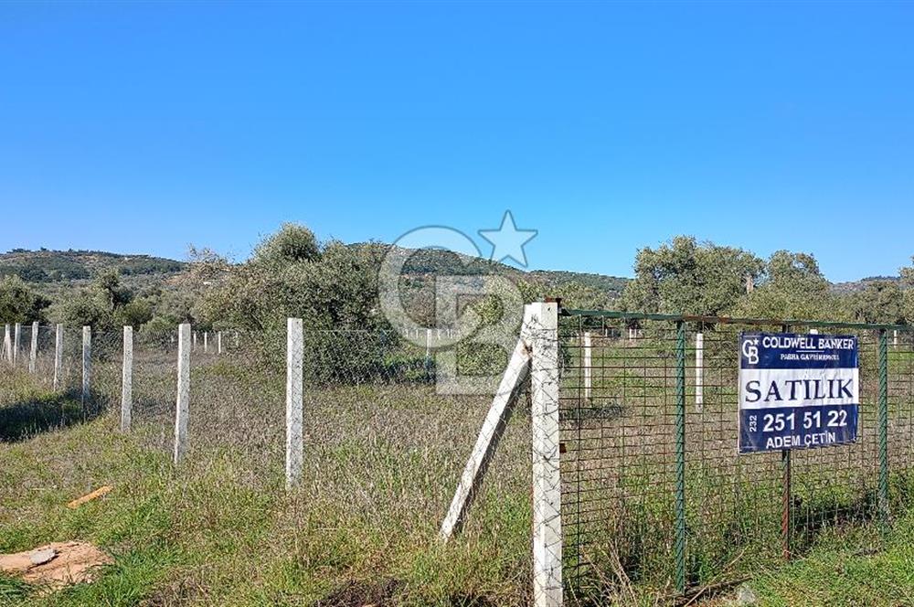 Çapakta satılık zeytinlik