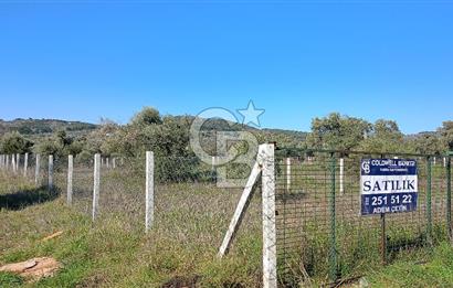 Çapakta satılık zeytinlik