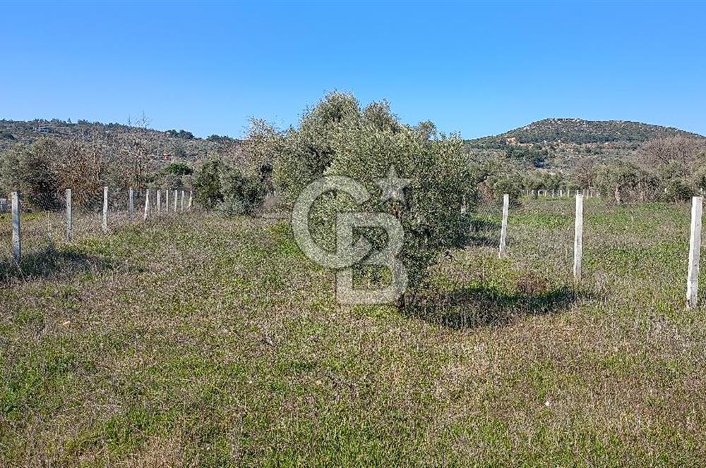 Çapakta satılık zeytinlik