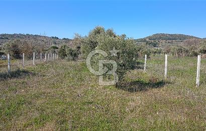 Çapakta satılık zeytinlik