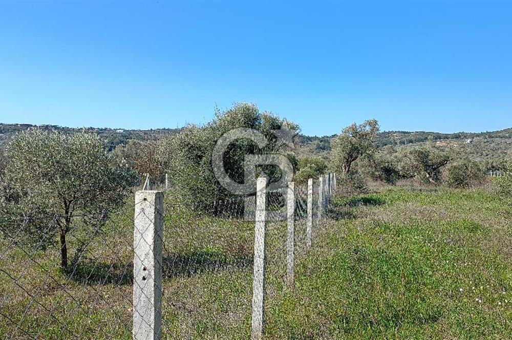 Çapakta satılık zeytinlik