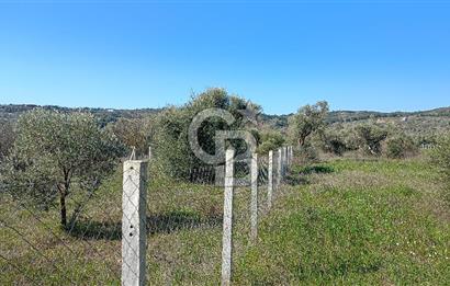 Çapakta satılık zeytinlik