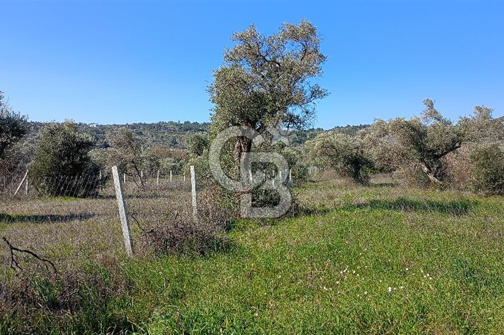 Çapakta satılık zeytinlik