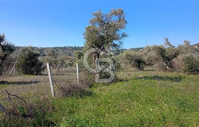 Çapakta satılık zeytinlik