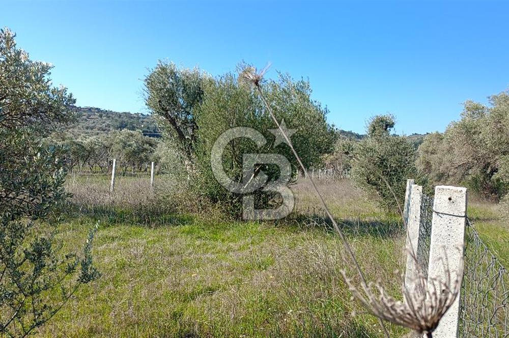 Çapakta satılık zeytinlik