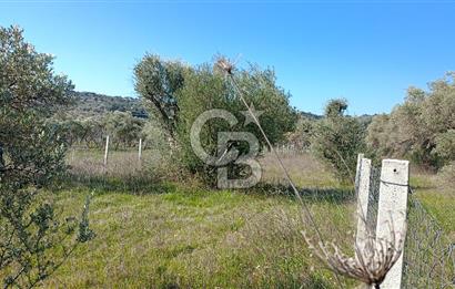 Çapakta satılık zeytinlik