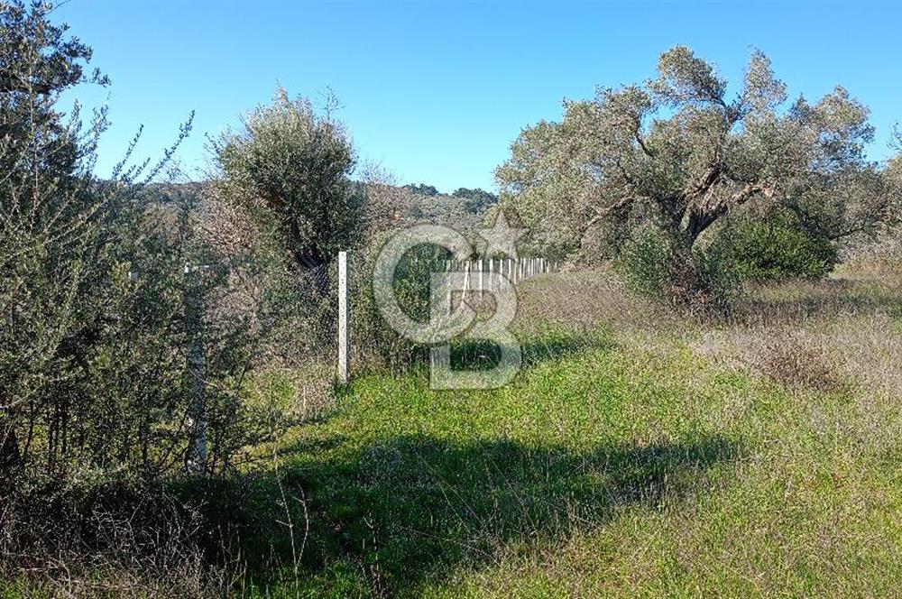 Çapakta satılık zeytinlik