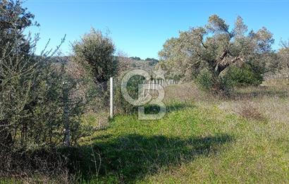 Çapakta satılık zeytinlik