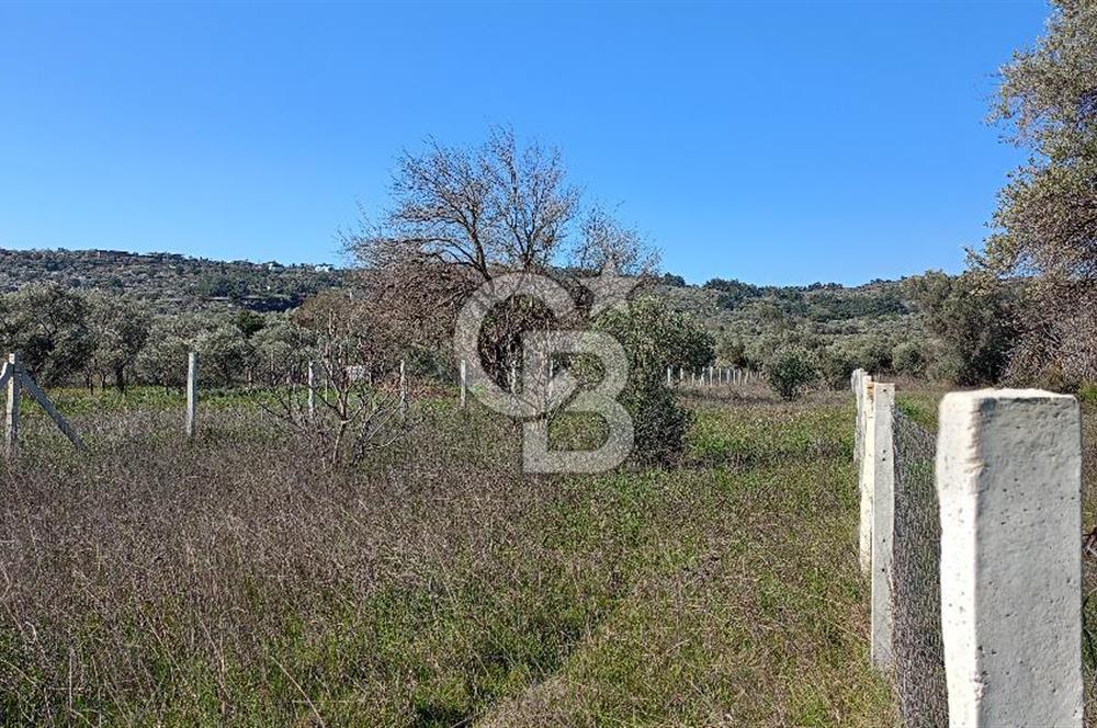 Çapakta satılık zeytinlik