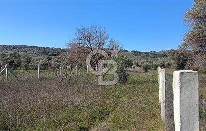 Çapakta satılık zeytinlik