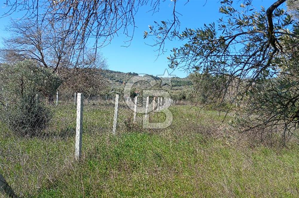 Çapakta satılık zeytinlik