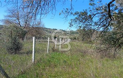 Çapakta satılık zeytinlik