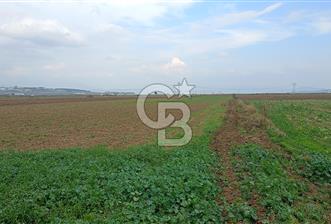 Çileme de satılık tarla - 5 - 321010