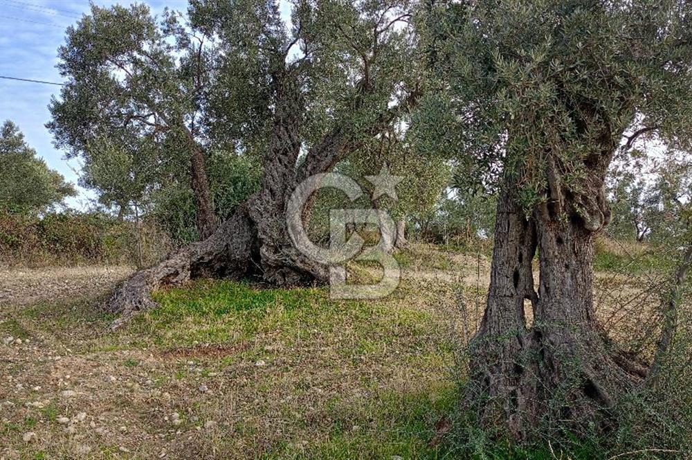 Doğancılar satılık tarla