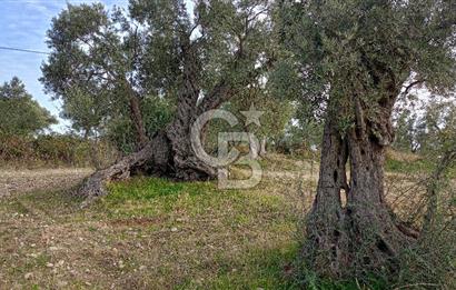 Doğancılar satılık tarla