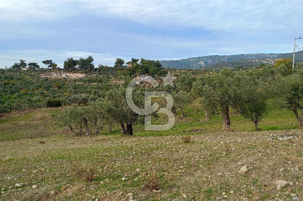 Doğancılar satılık tarla