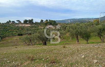 Doğancılar satılık tarla