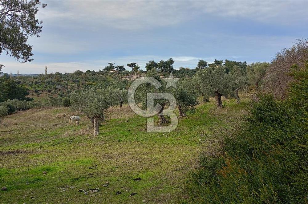 Doğancılar satılık tarla