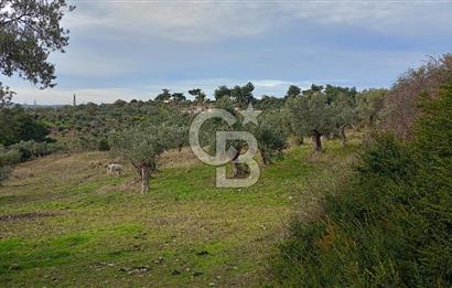 Doğancılar satılık tarla