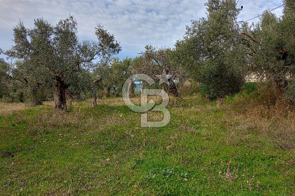 Doğancılar satılık tarla