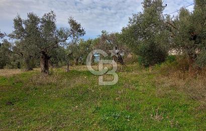 Doğancılar satılık tarla