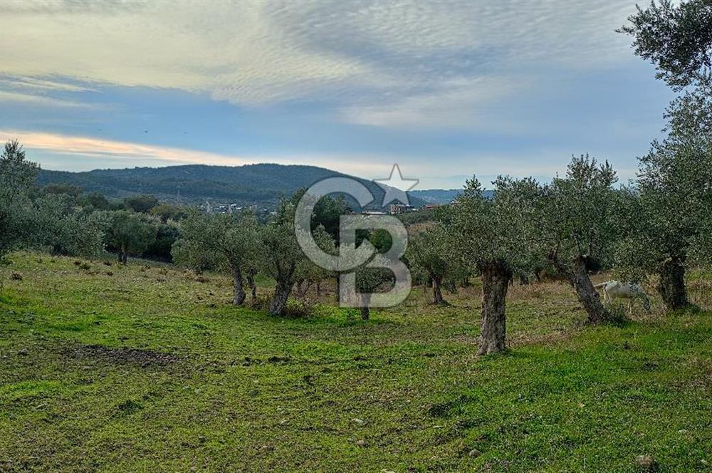 Doğancılar satılık tarla