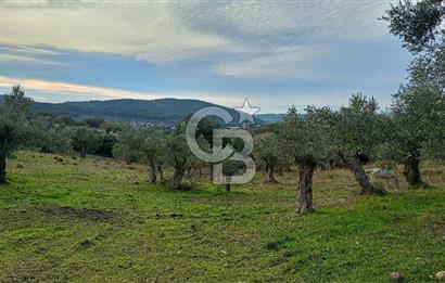 Doğancılar satılık tarla