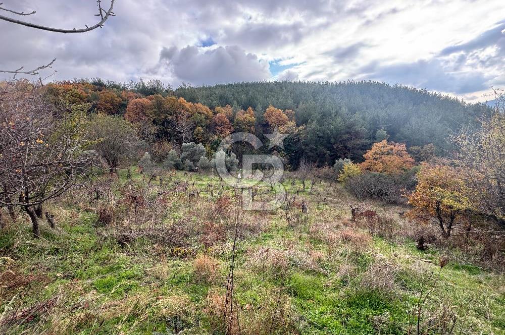 BAYINDIR SARIYURT’TA DOĞAYLA İÇ İÇE SATILIK ARAZİ