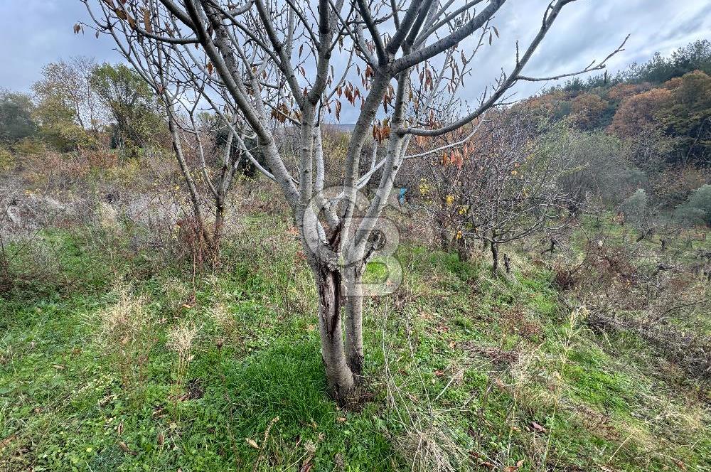 BAYINDIR SARIYURT’TA DOĞAYLA İÇ İÇE SATILIK ARAZİ