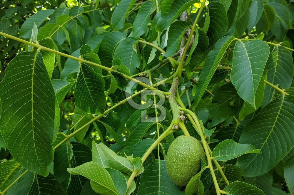 BAYINDIR SARIYURT’TA DOĞAYLA İÇ İÇE SATILIK ARAZİ