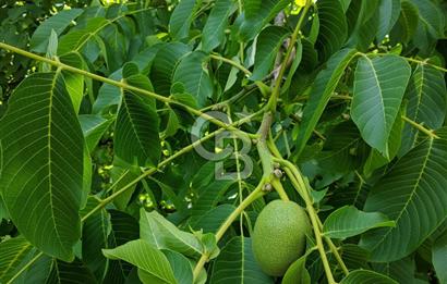 BAYINDIR SARIYURT’TA DOĞAYLA İÇ İÇE SATILIK ARAZİ
