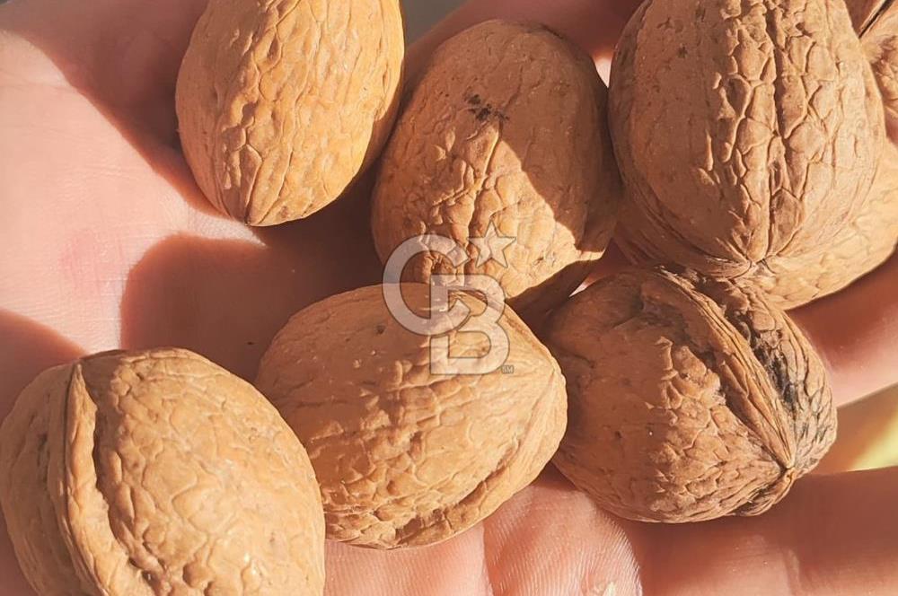 BAYINDIR SARIYURT’TA DOĞAYLA İÇ İÇE SATILIK ARAZİ