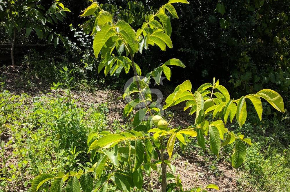 BAYINDIR SARIYURT’TA DOĞAYLA İÇ İÇE SATILIK ARAZİ