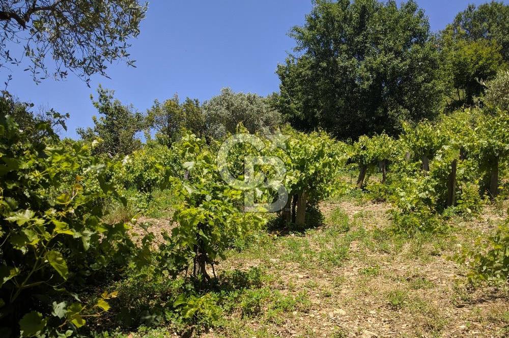 BAYINDIR SARIYURT’TA DOĞAYLA İÇ İÇE SATILIK ARAZİ