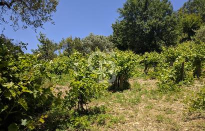 BAYINDIR SARIYURT’TA DOĞAYLA İÇ İÇE SATILIK ARAZİ