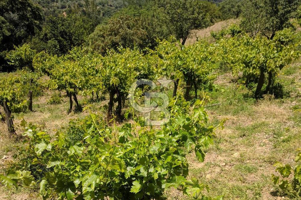 BAYINDIR SARIYURT’TA DOĞAYLA İÇ İÇE SATILIK ARAZİ