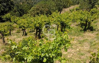 BAYINDIR SARIYURT’TA DOĞAYLA İÇ İÇE SATILIK ARAZİ