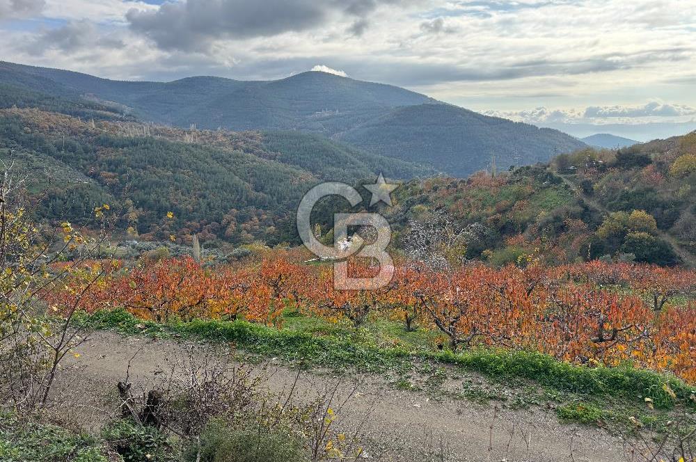 BAYINDIR KIZILOBA YAYLASINDA DOĞAYLA İÇ İÇE SATILIK ARAZİ