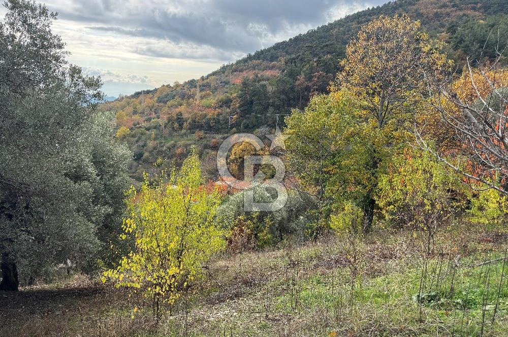 BAYINDIR KIZILOBA YAYLASINDA DOĞAYLA İÇ İÇE SATILIK ARAZİ