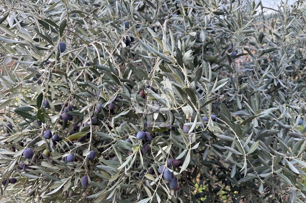 BAYINDIR KIZILOBA YAYLASINDA DOĞAYLA İÇ İÇE SATILIK ARAZİ