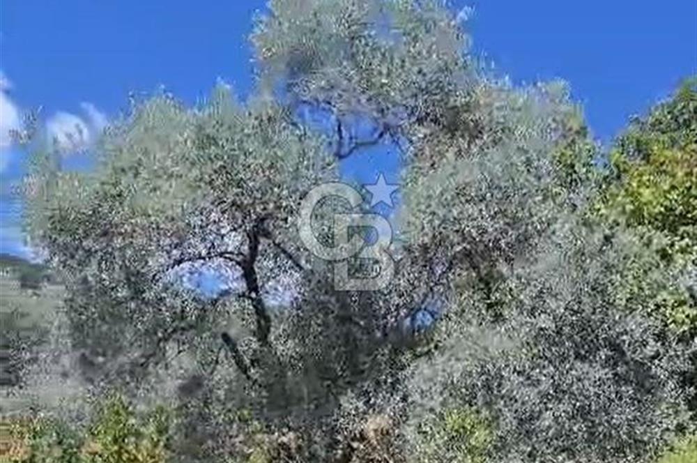 BAYINDIR KIZILOBA YAYLASINDA DOĞAYLA İÇ İÇE SATILIK ARAZİ