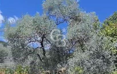 BAYINDIR KIZILOBA YAYLASINDA DOĞAYLA İÇ İÇE SATILIK ARAZİ