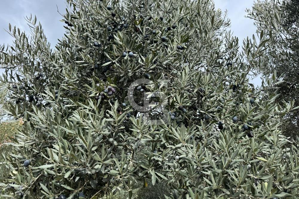 BAYINDIR KIZILOBA YAYLASINDA DOĞAYLA İÇ İÇE SATILIK ARAZİ