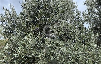 BAYINDIR KIZILOBA YAYLASINDA DOĞAYLA İÇ İÇE SATILIK ARAZİ