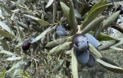 BAYINDIR KIZILOBA YAYLASINDA DOĞAYLA İÇ İÇE SATILIK ARAZİ
