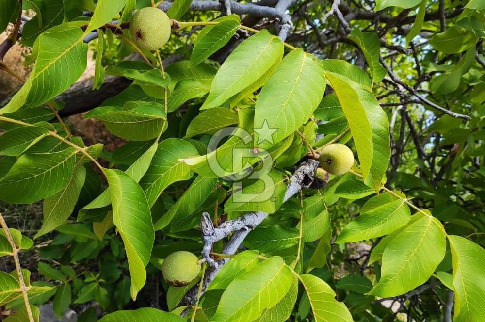 BAYINDIR KIZILOBA YAYLASINDA DOĞAYLA İÇ İÇE SATILIK ARAZİ