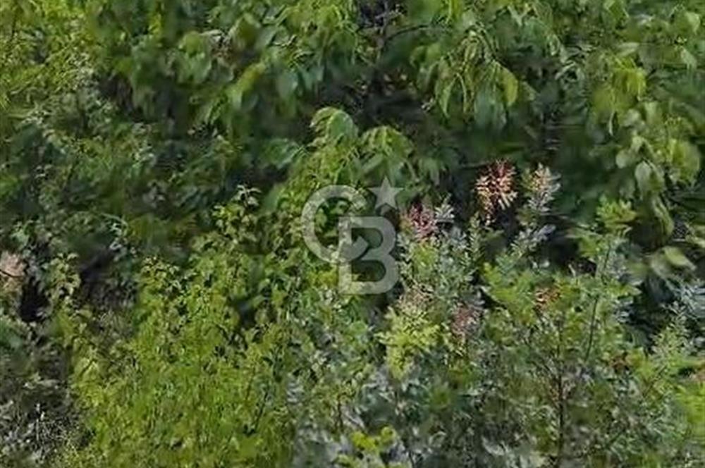 BAYINDIR KIZILOBA YAYLASINDA DOĞAYLA İÇ İÇE SATILIK ARAZİ