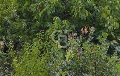 BAYINDIR KIZILOBA YAYLASINDA DOĞAYLA İÇ İÇE SATILIK ARAZİ