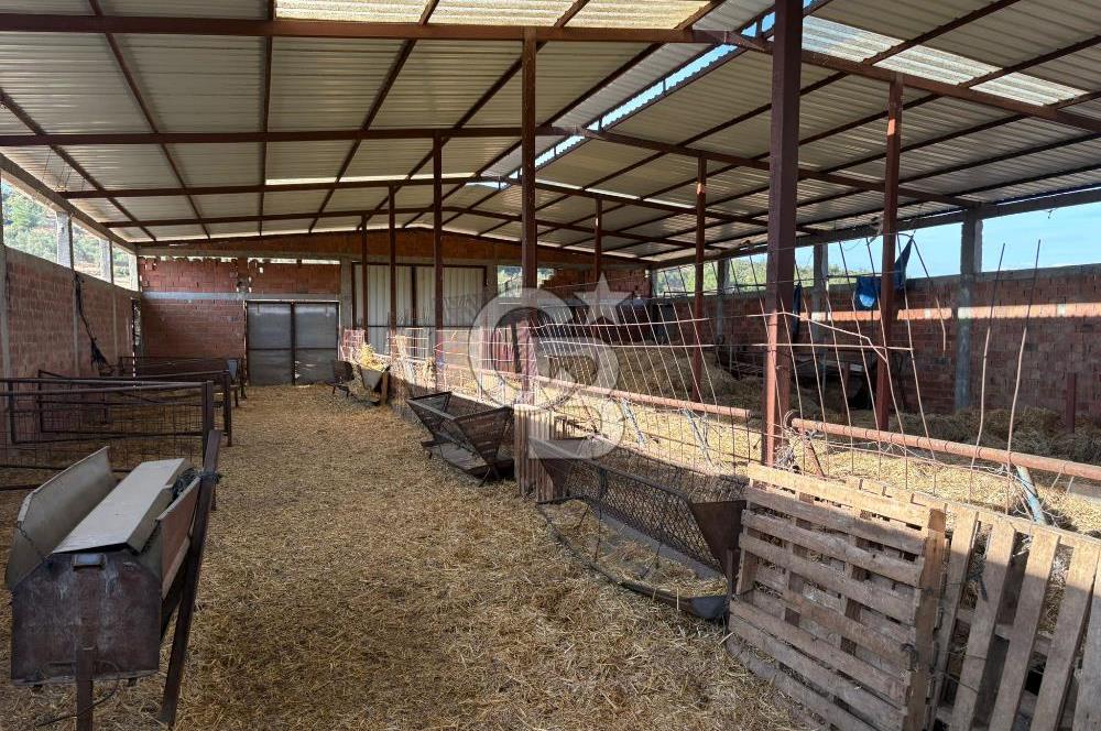 BAYRAMİÇ KUTLUOBADA KİRALIK HAZIR KURULU HAYVANCILIK TESİSİ